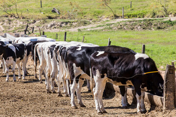 Cows confined in a dairy farm on countryside of Minas Gerais state, Brazil