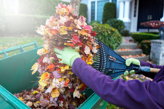 Fall or Autumn leaves with rake being put in container for yard clean up