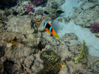 Clownfish in the Red Sea coral reef
