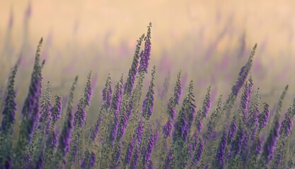 Foxgloves (Digitalis ) in the morning mist © Leny Silina Helmig