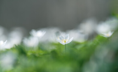 wood anemone or windflowers isolated on blur background