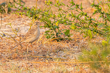 A field pipit posing for a portrait