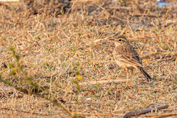A Field Pipit looking back