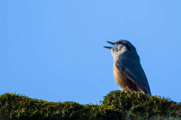 bird on a branch