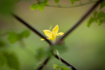 yellow leaves on a tree