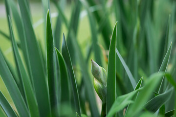 Spring green iris leaves and one bud