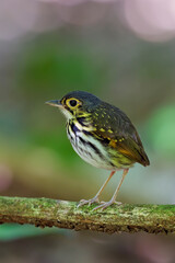Streak-chested Antpitta inside tropical rainforest