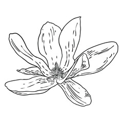 Magnolia flower head isolated on white. Top side view of magnolia open spring blooming, hand drawn. Vector. © desertsands