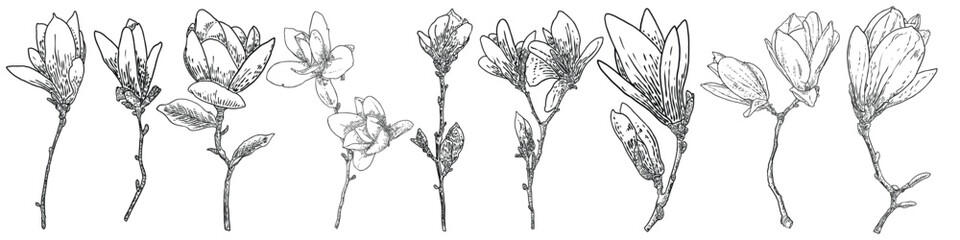 Magnolia flower drawings set. Sketch of floral botany twigs from real tree. Black and white with line art isolated on white background. Real life hand drawn illustrations of magnolia bloom. Vector. © desertsands