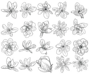 Magnolia flower set, blossom head isolated on white. Top side view of magnolia open spring blooming, hand drawn, collection. Vector.