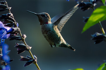 Mid-Flight Hummingbird