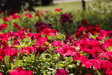 tulips in the garden
