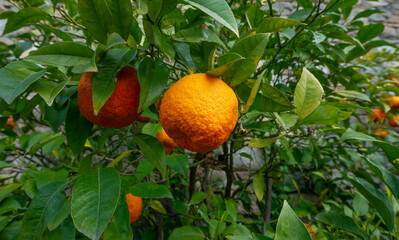 Bitter orange, Sour Orange - bigarade orange tree in the detail