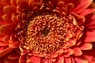 Nahaufnahme einer orangen Gerberablüte