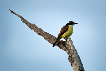 Perched Kiskidee