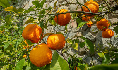Bitter orange, Sour Orange - bigarade orange tree in the detail