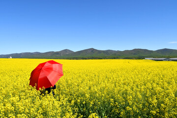 Person with a red umbrella in a yellow canola field with mountains under blue skies
