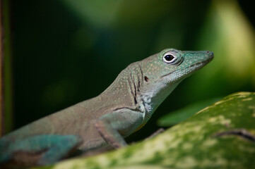 Perched Anole