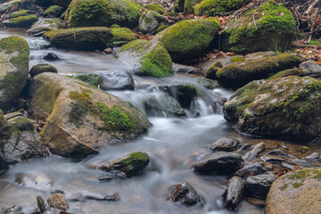Fototapeta na wymiar a small stream in a forest with a small water fall