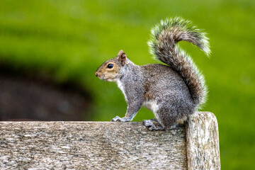 squirrel posing for me