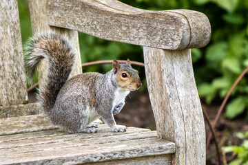 squirrel on bench