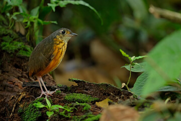 Thicket Antpitta inside tropical rainforest