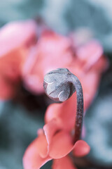 closeup of flower bud in garden - 590608728
