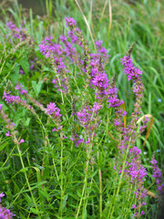 Lythrum salicaria grows on the riverbank and in wet places