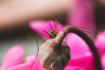 spider on flower bud - 590608749