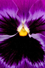 purple orchid closeup - 590608941