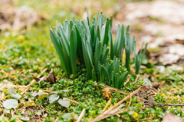 Shoots of a narcissus flower. Green, small stems come out of the ground. Spring flower.