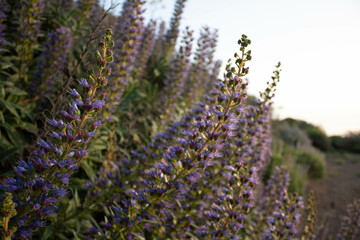 Obraz premium Inflorescence of Echium callythirsum in the wild