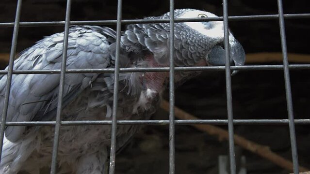 Old jaco parrot in the Zoo. Slow motion