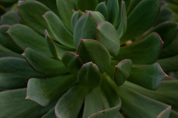 Fototapeta premium Close up view of Aeonium plants