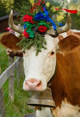 This cow was decorated as part of the 