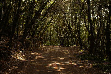 Path in the forest