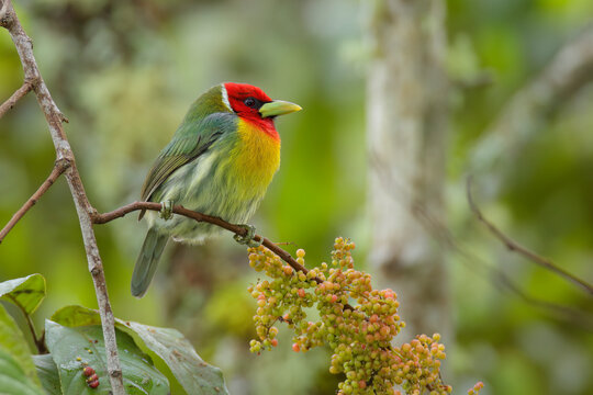 Red-headed Barbet perching on branch