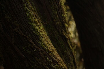 Moss growing on a trunk