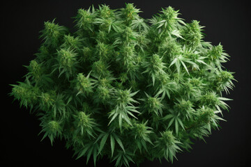 blooming lush green cannabis bush in a flower pot, indoor marijuana growing generative ai
