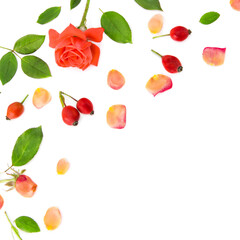 Flowers and rose petals isolated on a white background. Free space for text.