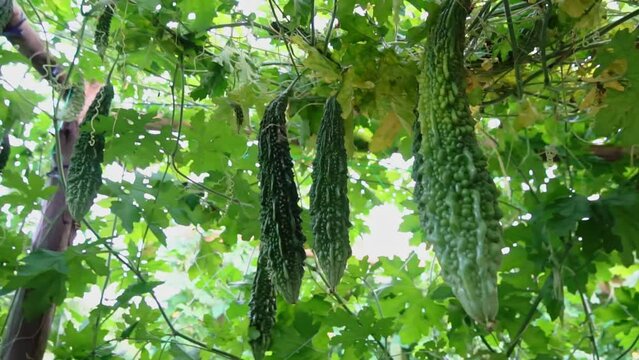 Close-up fresh ripe bitter gourds on arbors; organic vegetable in a garden, Bitter Gourd In Vegetable Garden.