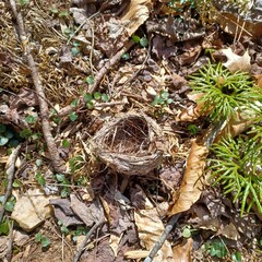 cones on the ground