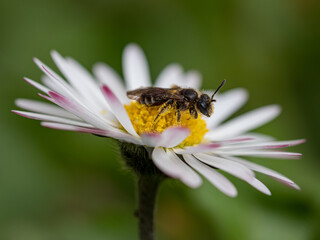 Biene auf Gänseblümchen