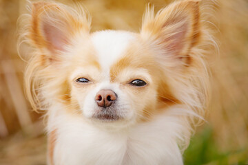 Close-up portrait of a small Chihuahua dog. Animal, pet.