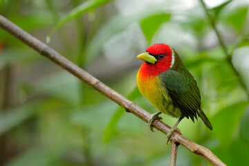 Red-headed Barbet perching on branch