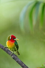 Red-headed Barbet perching on branch