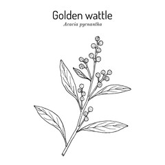 Golden wattle (Acacia pycnantha), edible and medicinal plant - obrazy, fototapety, plakaty