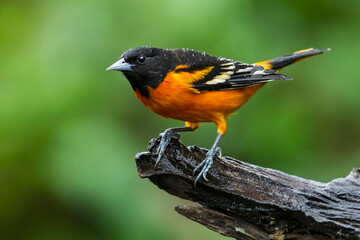 Baltimore Oriole perching on branch