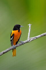 Baltimore Oriole perching on branch