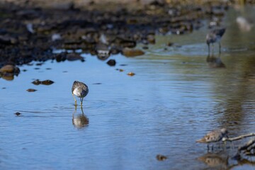 sandpiper (Tringa totanus) looking for food in a pond